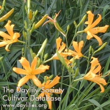 Daylily Nutmeg Elf